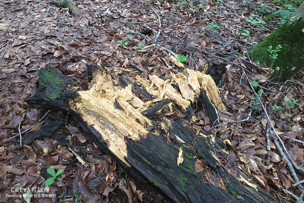 20181018 | 行走在日本東北 | 治癒之森的一堂生命課程,健行在自然首都的福島只見町 23.jpg