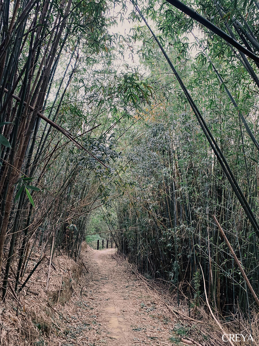 龍峎頂步道茂密竹林隧道