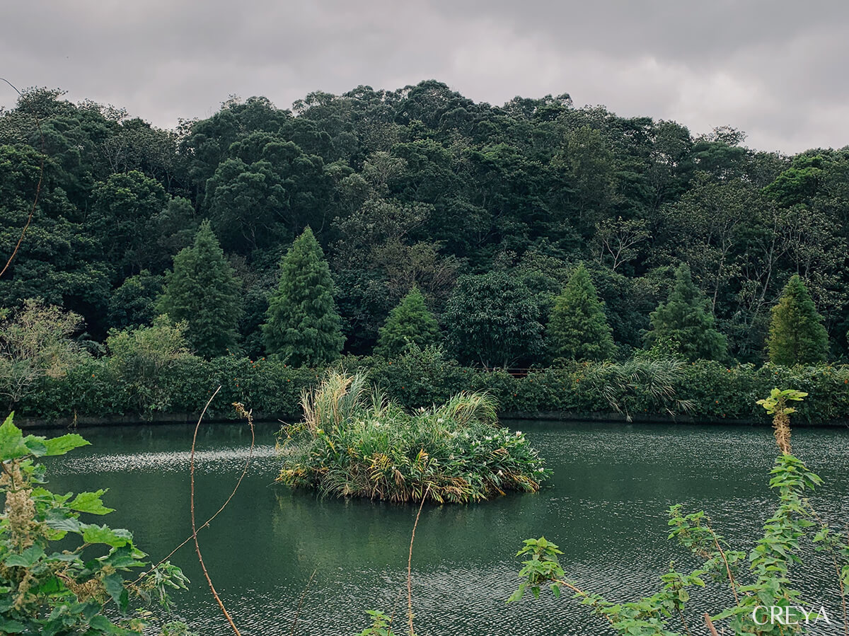 三聯埤湖面與水生植物小島