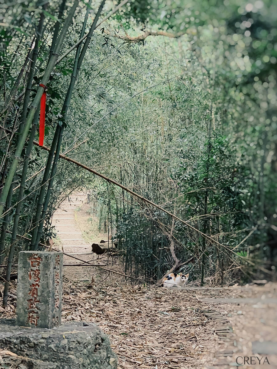 老銃櫃古道竹林小徑遇見貓