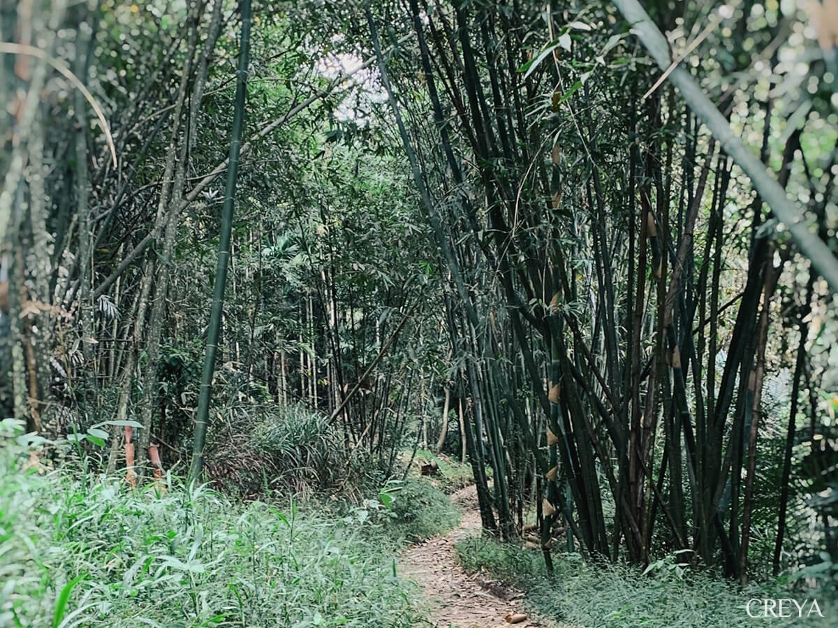 紙湖古道幽靜的竹林小徑