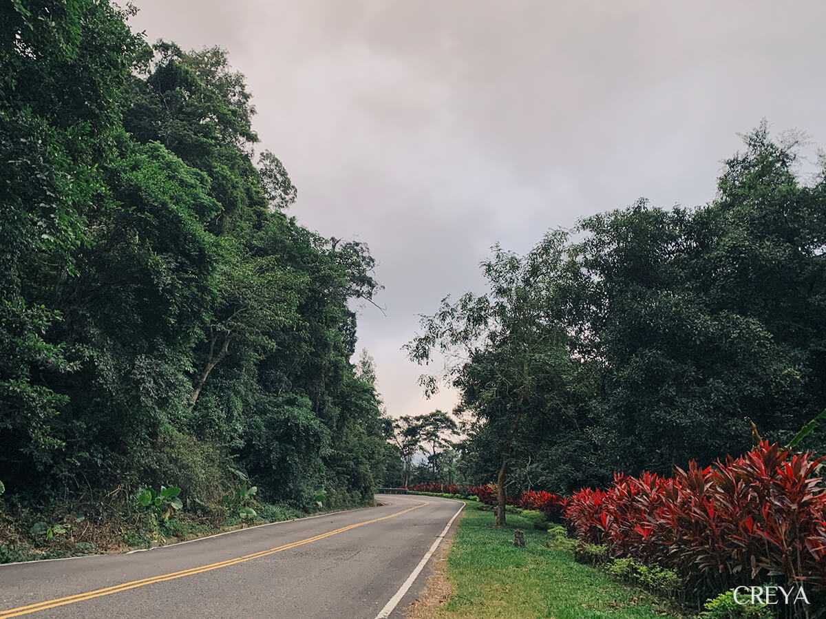 明德水庫下坡公路旁的朱蕉
