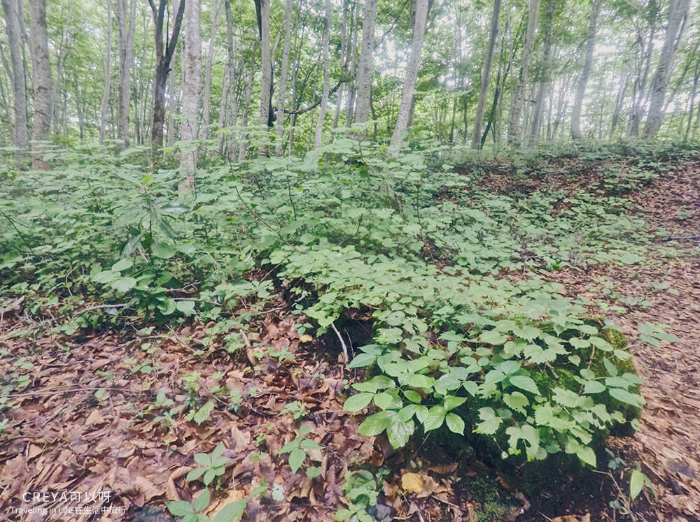 20181018 | 行走在日本東北 | 治癒之森的一堂生命課程,健行在自然首都的福島只見町 12.jpg