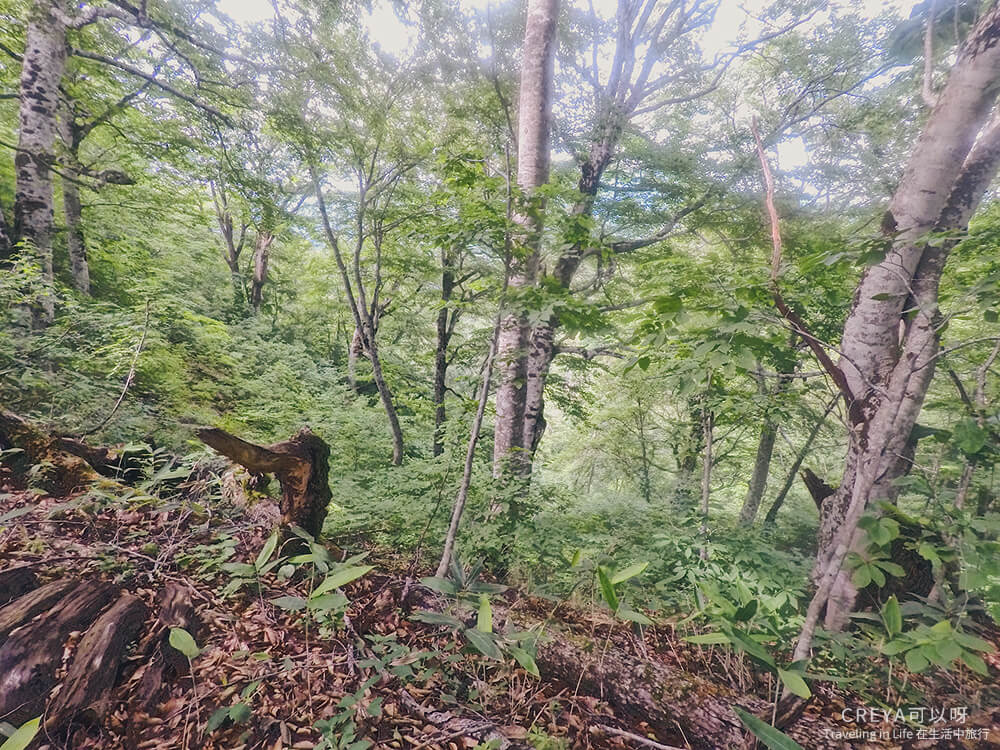 20181018 | 行走在日本東北 | 治癒之森的一堂生命課程,健行在自然首都的福島只見町 24.jpg