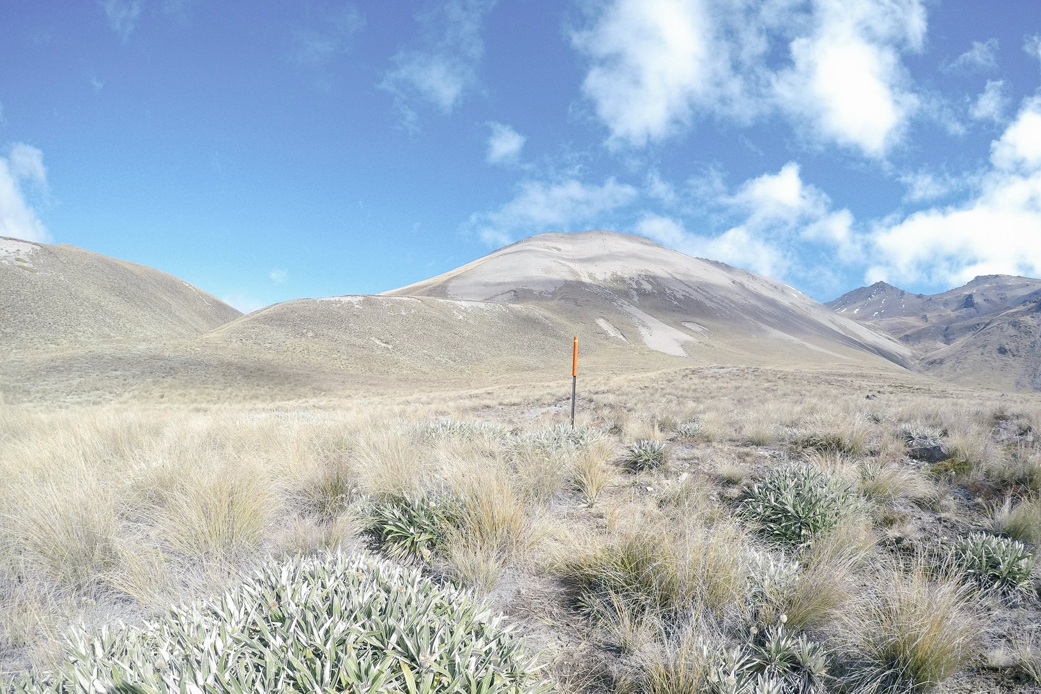 NZ_TA_180117_2.jpg